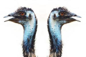 emu in australia similar to ostrich is stature size white background  - Image photo