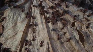 Ants crawl on withered leaves. video