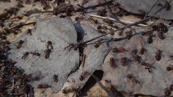 las hormigas se arrastran sobre las hojas marchitas. video