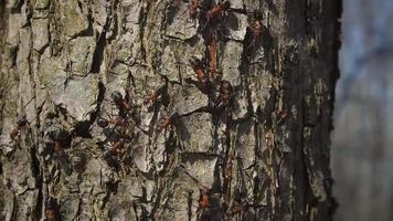 las hormigas suben a un árbol. video