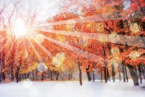 bosque de hayas de montaña de octubre con la primera nieve del invierno, foto