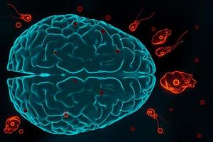 infección por ameba devoradora de cerebros, naegleriasis. formas flageladas, trofozitas y quistes del parásito naegleria fowleri, ilustración 3d