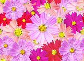 Cosmos flowers seamless pattern. full colored cosmos. photo