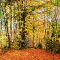 Bosque de abedules en tarde soleada mientras temporada de otoño foto