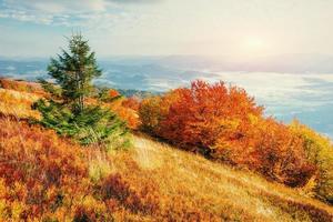 colina de otoño y árbol de hoja perenne foto