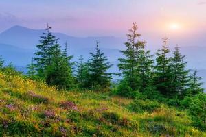 Pine tree forest photo