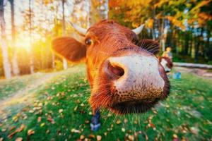 Cow on green grass photo