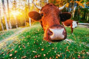 Cow on green grass photo