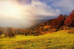 Bosque de abedules en tarde soleada mientras temporada de otoño foto