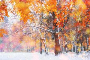 bosque de hayas de montaña de octubre con la primera nieve del invierno, foto