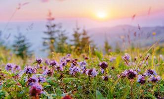 wildflowers in the mountains at sunset photo