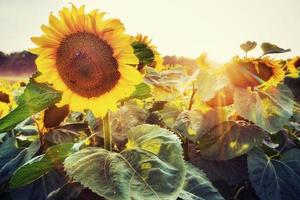 sunflowers through the rays of the sun photo