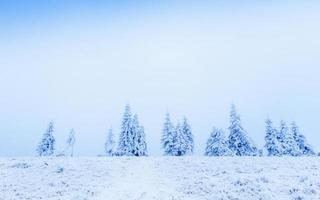 árbol de invierno en la nieve foto