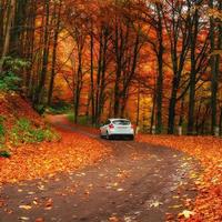 car on a forest path photo