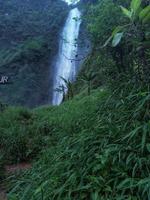 plants with waterfalls in the background photo