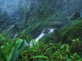 río con un primer plano de planta ligeramente borroso foto