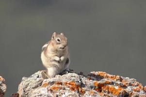 Chipmunk on the rock photo