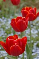 tulipanes rojos que florecen en un jardín foto