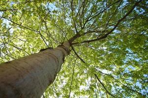 Lush green maple tree from below bottom tree perspective photo