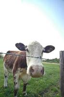 Russian cow on a green lawn photo