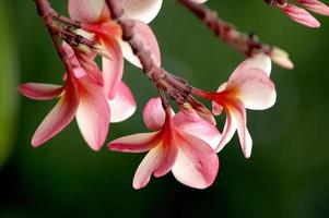 Thai red plumeria oriental flower photo