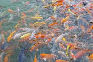 tilapia y peces koi nadando esperando comida en el estanque foto