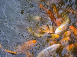 tilapia y peces koi nadando esperando comida en el estanque foto