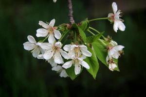 Cherry blossoms with green leaves photo