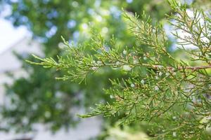 ramas de árboles de thuja verde foto