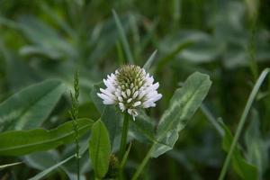 White Dutch clover Trifolium repens. photo