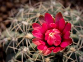 Cactus flowers are red. On the background is a patterned thorny cadodus. photo