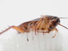las cucarachas se pegan en la punta de un cepillo de dientes blanco. Las cucarachas son portadoras de la enfermedad. foto