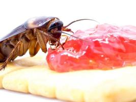 Cierra la cucaracha en el pan integral con mermelada. Las cucarachas son portadoras de la enfermedad. foto
