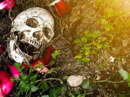 In front of human skull buried in the soil with the roots of the tree and rose petals on the side. The skull has dirt attached to the skull.concept of love, death and Halloween photo
