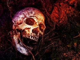 frente al cráneo humano enterrado en el suelo con las raíces del árbol a un lado. el cráneo tiene suciedad adherida al cráneo.concepto de muerte y halloween foto