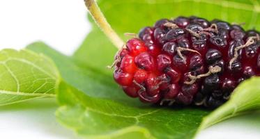 primer plano de morera con hojas verdes en el fondo blanco. morera esta es una fruta y se puede comer en tiene un color rojo y morado. la mora es una naturaleza deliciosa y dulce. foto