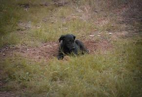 Black dog sit in the park photo