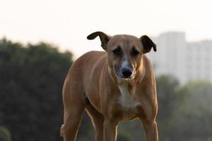 perro solo en el parque mirando la cámara foto