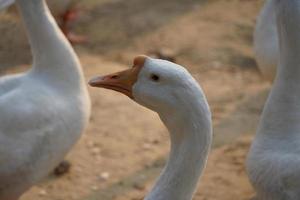 bella imagen de cisne indio imágenes foto