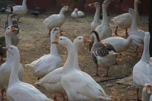 Indian Swans in park images Beautiful image photo