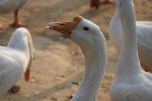 bella imagen de cisne indio imágenes foto