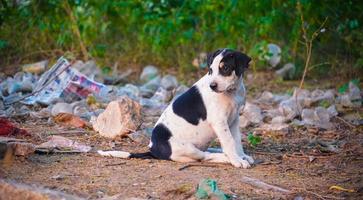 imágenes de perros solos: imagen de un perro callejero solo y hambriento foto