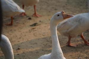 Indian Swan images Beautiful image photo