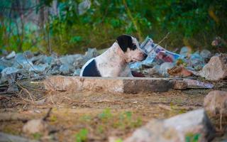 perro callejero negro, imágenes de perros -imágenes de perros callejeros indios foto