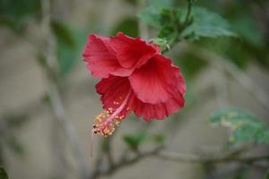 Beautiful Red Flower with bokeh background photo