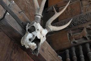 animal horn and skull of dead animal hd image photo