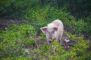 imagen hd de un cerdo blanco en el bosque foto