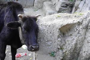 Indian cow itching using a wall photo