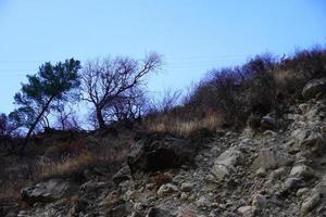 Image of a forest with blue sky and trees landscape images photo