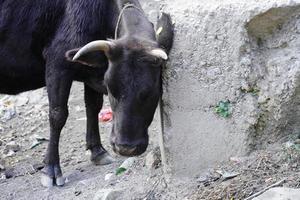 Indian cow itching using a wall photo